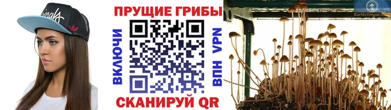 купить закладку  Бугульма  Галлюциногенные грибы Psilocybine cubensis 